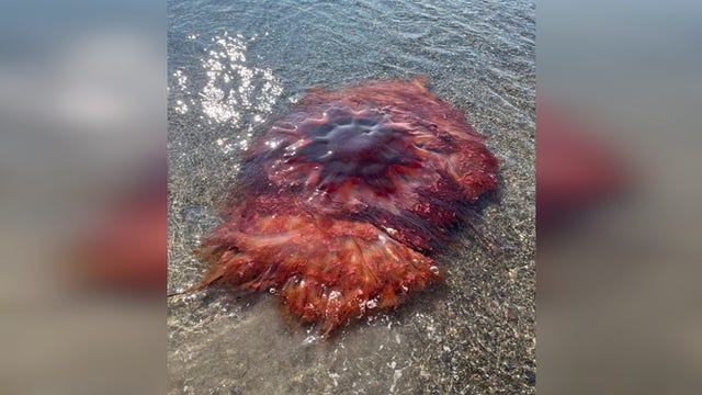 Giant jellyfish as wide as beach umbrella found lurking off New England coast